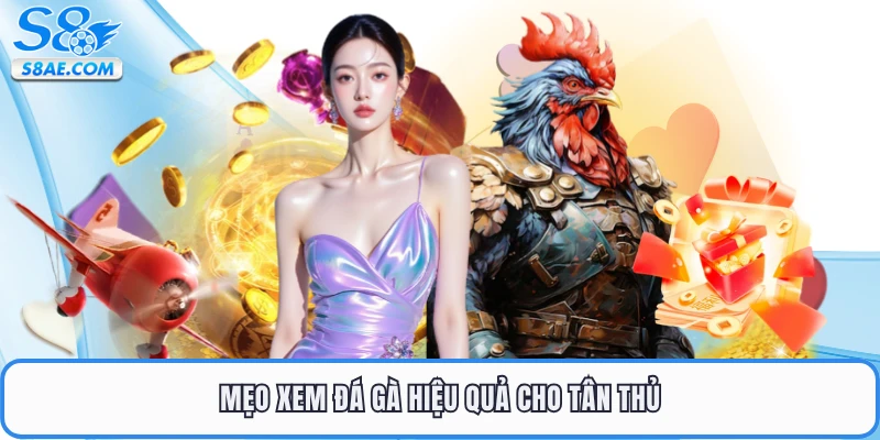 Mẹo xem đá gà hiệu quả cho tân thủ